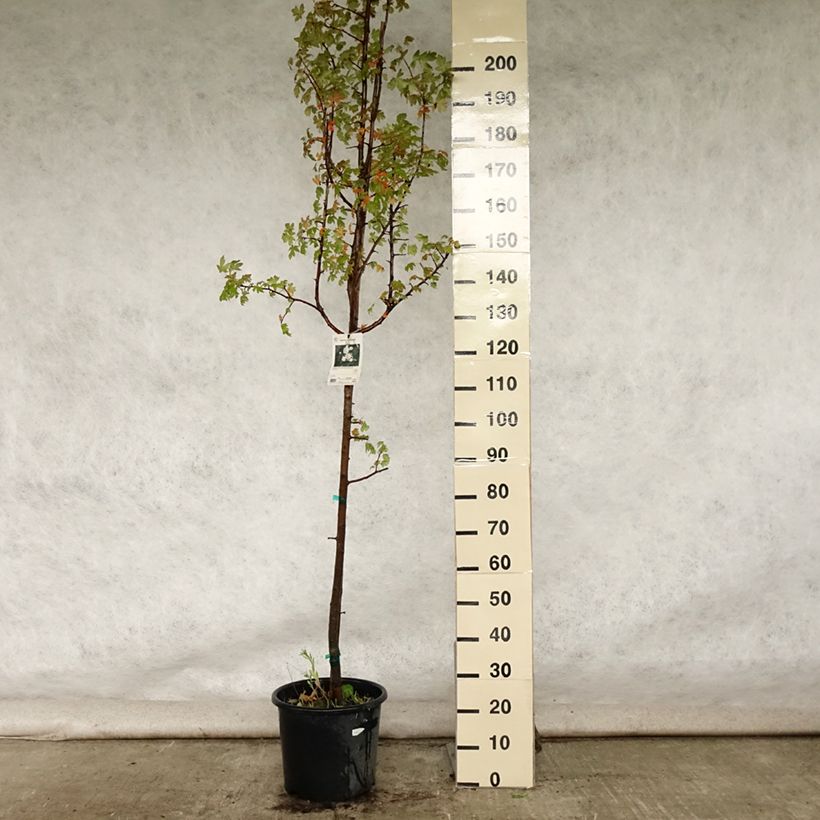 Esemplare di Malus trilobata - Melo da fiore Vaso da 12L/15L consegnato in estate