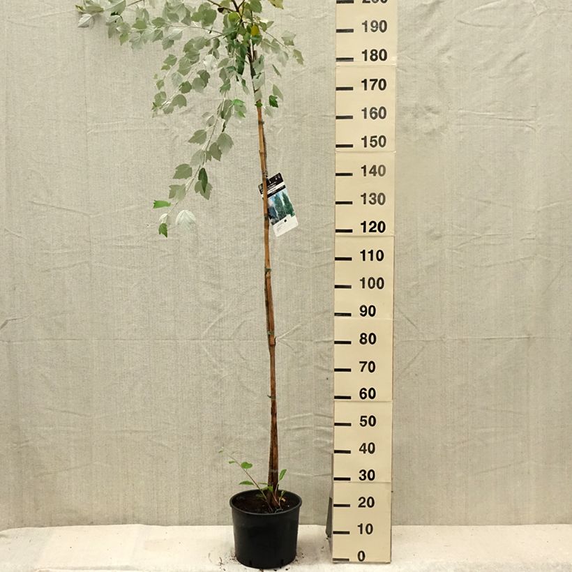 Esemplare di Populus alba - Pioppo bianco Vaso da 7,5L/10L consegnato in estate
