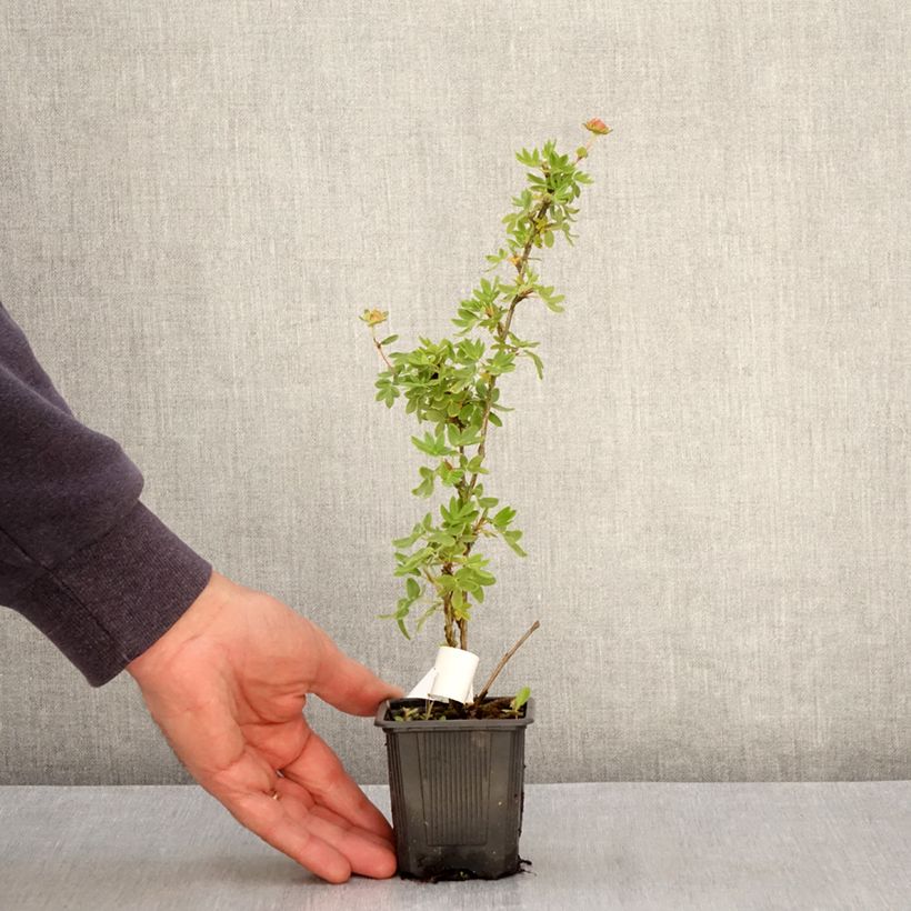 Potentilla fruticosa Creme brulée Vasetto da 8/9 cm esemplare consegnato in primavera