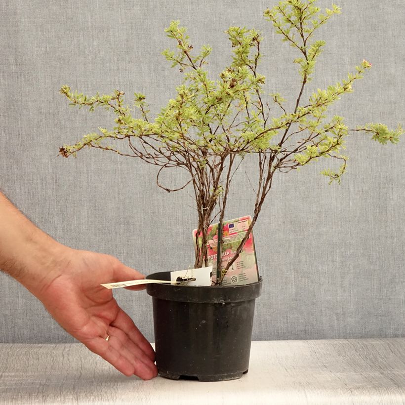 Esemplare di Potentilla fruticosa Danny Boy Vaso da 2L/3L consegnato in estate