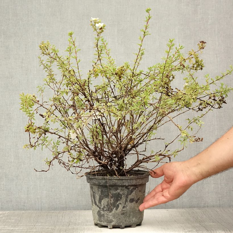 Esemplare di Potentilla fruticosa Double Punch Pastel Vaso da 3L/4L consegnato in estate