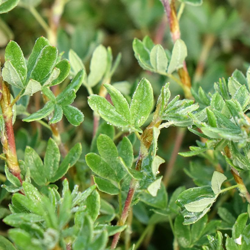 Potentilla fruticosa Double Punch Pastel (Fogliame)