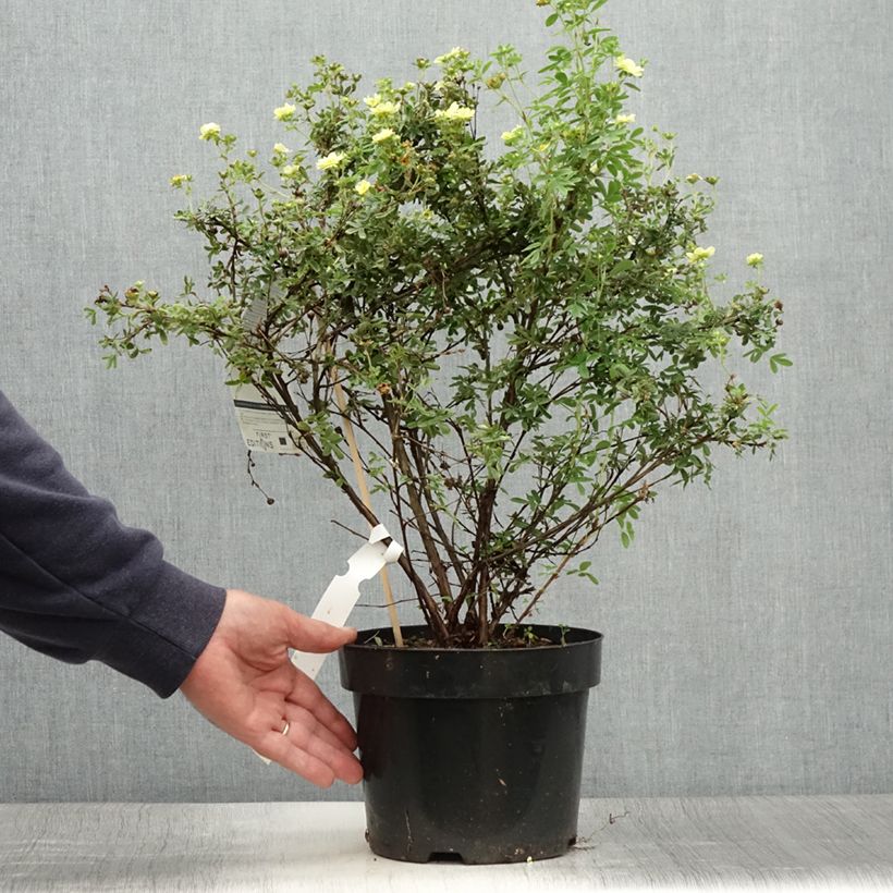 Esemplare di Potentilla fruticosa Lemon Meringue Vaso da 2L/3L consegnato in estate