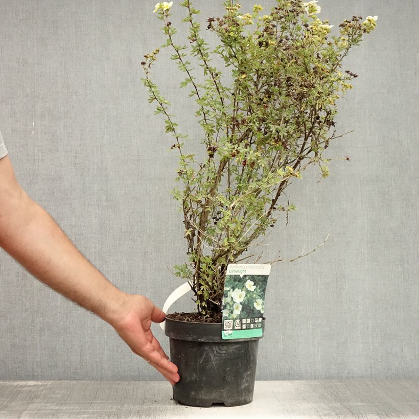 Esemplare di Potentilla fruticosa Limelight Vaso da 3L/4L consegnato in estate