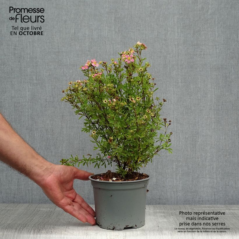 Esemplare di Potentilla fruticosa Lovely Pink Vaso da 1,5L/2L come consegnato in autunno