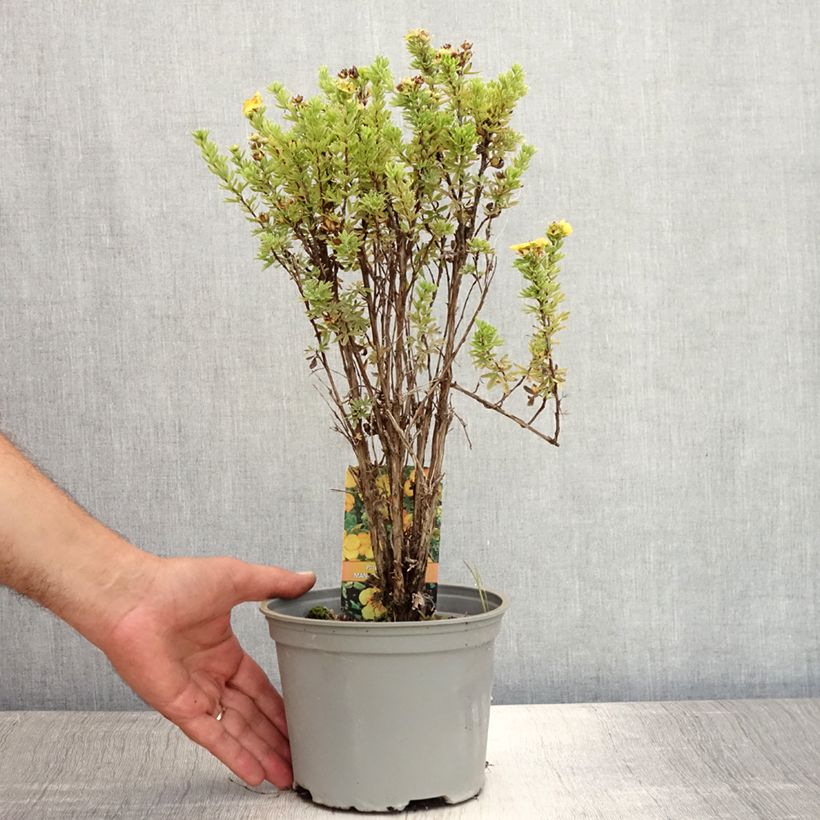 Esemplare di Potentilla fruticosa Mango Tango Vaso da 2L/3L consegnato in estate