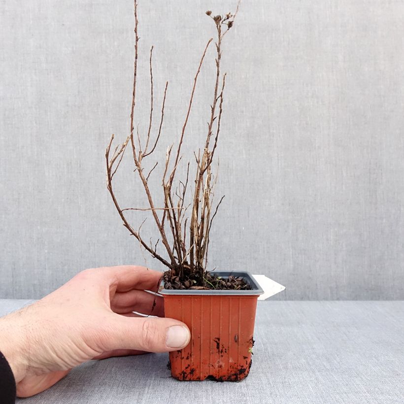 Potentilla fruticosa Mango Tango Vasetto da 8/9 cm esemplare consegnato in inverno
