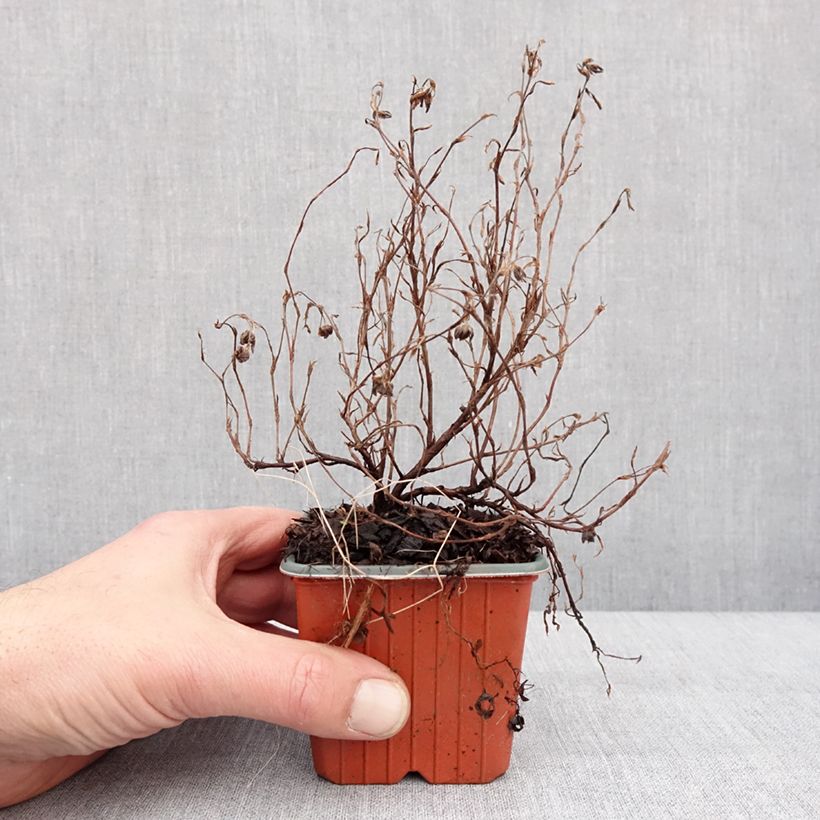 Potentilla fruticosa Marian Red Robin Vasetto da 8/9 cm esemplare consegnato in inverno