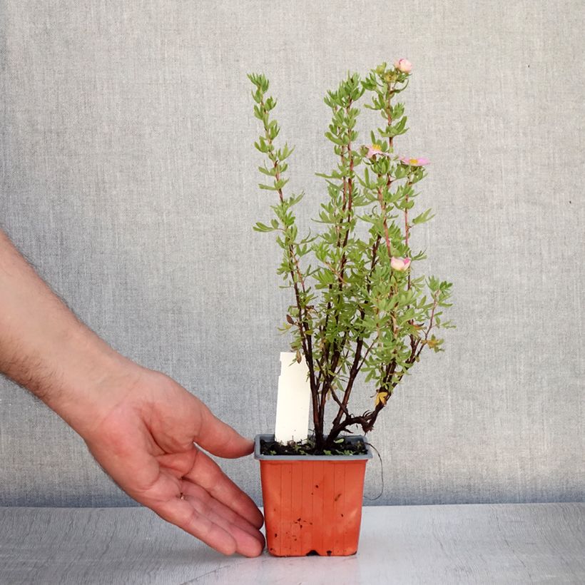 Esemplare di Potentilla fruticosa Pink Paradise Vasetto da 8/9 cm consegnato in estate