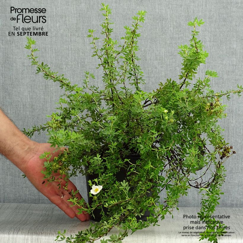 Esemplare di Potentilla fruticosa Princess Pink Queen Vaso da 2L/3L consegnato in estate