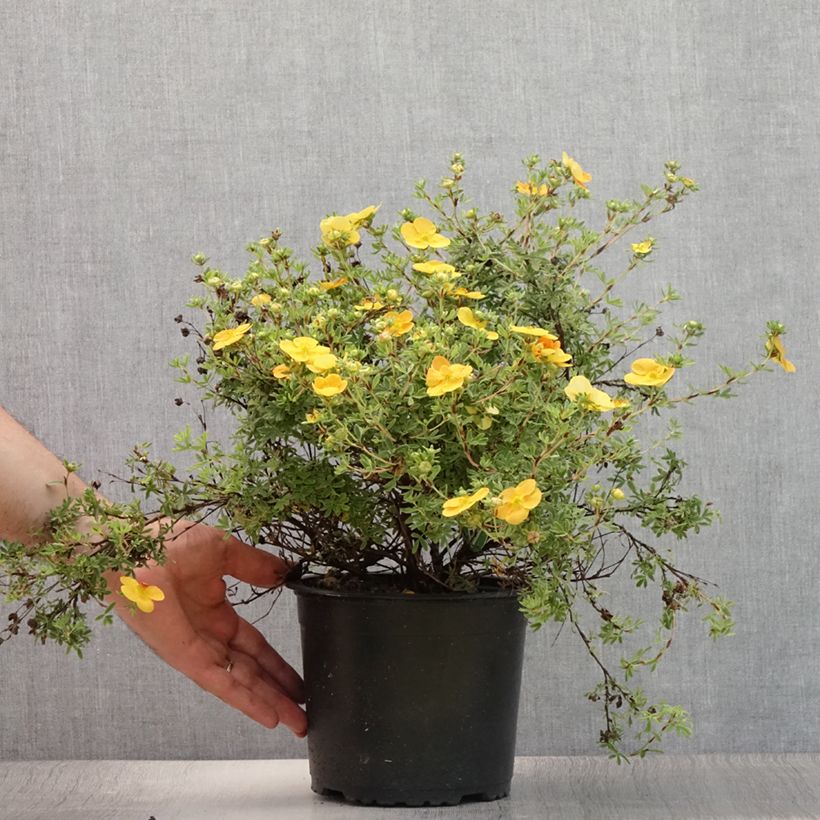 Esemplare di Potentilla fruticosa Tangerine Vaso da 2L/3L consegnato in estate