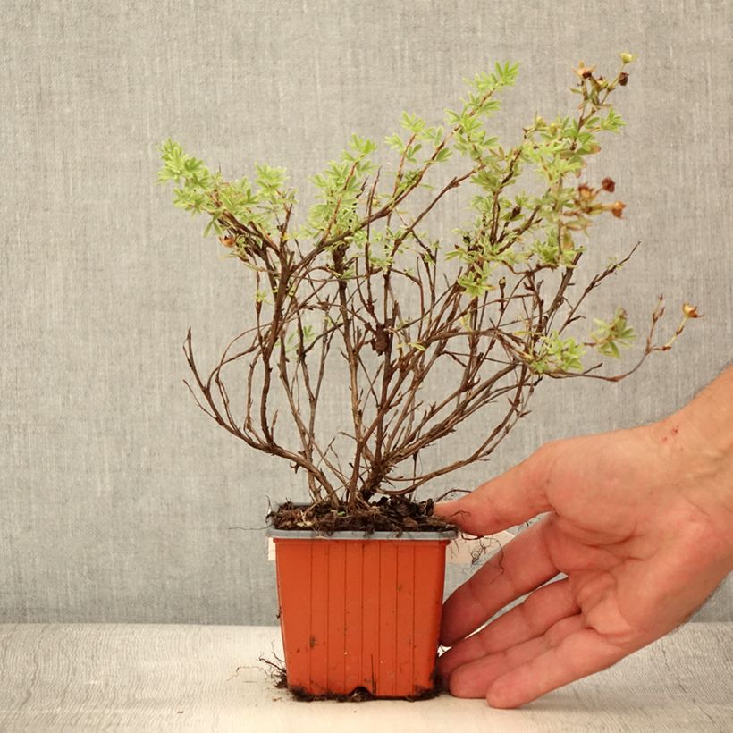 Esemplare di Potentilla fruticosa Tangerine Vasetto da 8/9 cm consegnato in estate