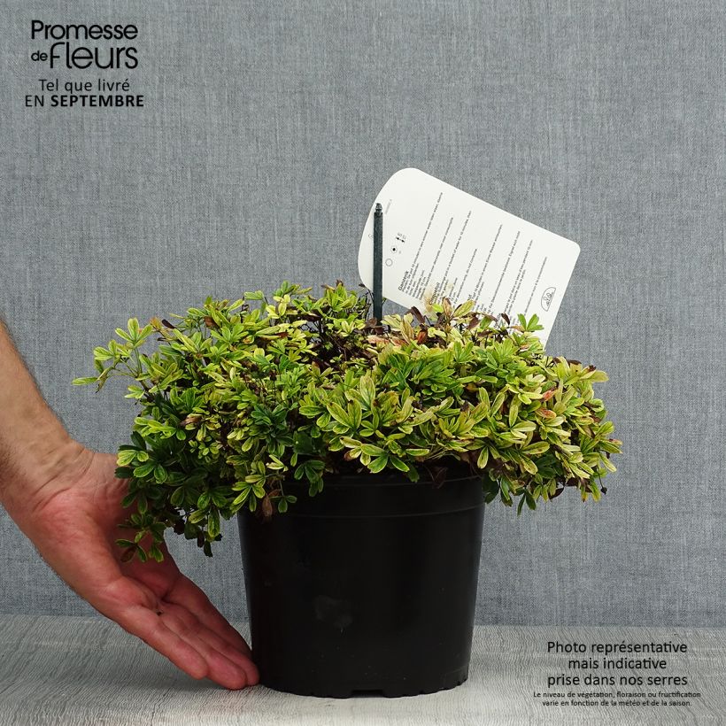 Esemplare di Potentilla tridentata Nuuk Vaso da 1,5L/2L consegnato in estate
