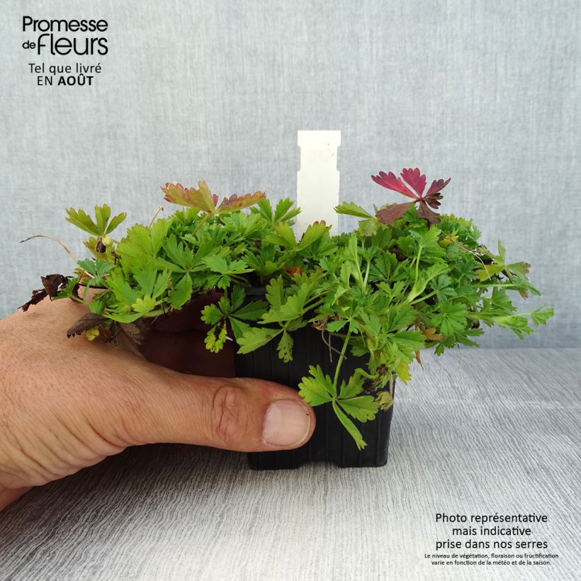 Esemplare di Potentilla verna Vasetto da 8/9 cm consegnato in estate