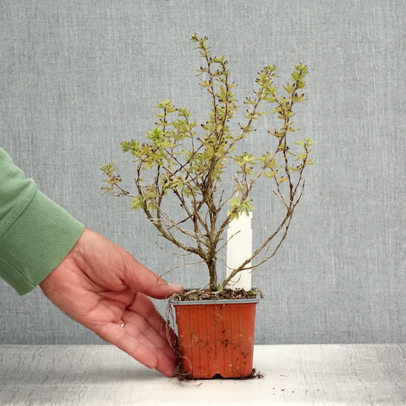Esemplare di Potentilla fruticosa Bella Apple Vasetto da 8/9 cm consegnato in estate