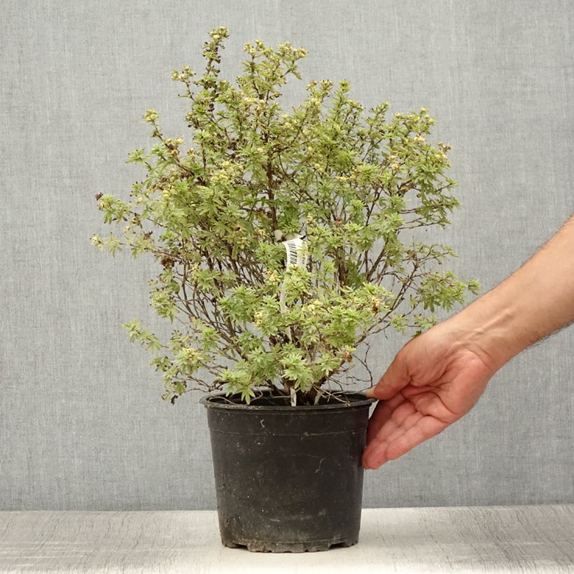 Esemplare di Potentilla fruticosa Bella Apple Vaso da 3L/4L consegnato in estate