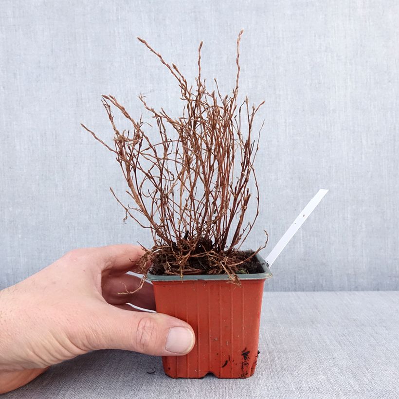 Potentilla fruticosa Bella Lindsey Vasetto da 8/9 cm esemplare consegnato in inverno