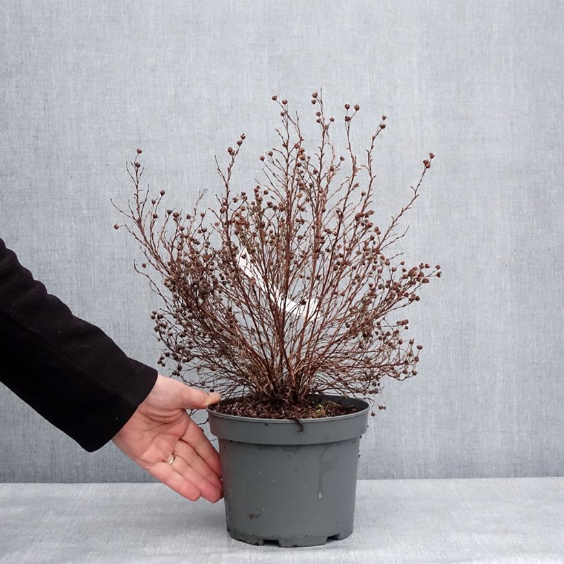 Potentilla fruticosa Bella Lindsey Vaso da 2L/3L esemplare consegnato in inverno