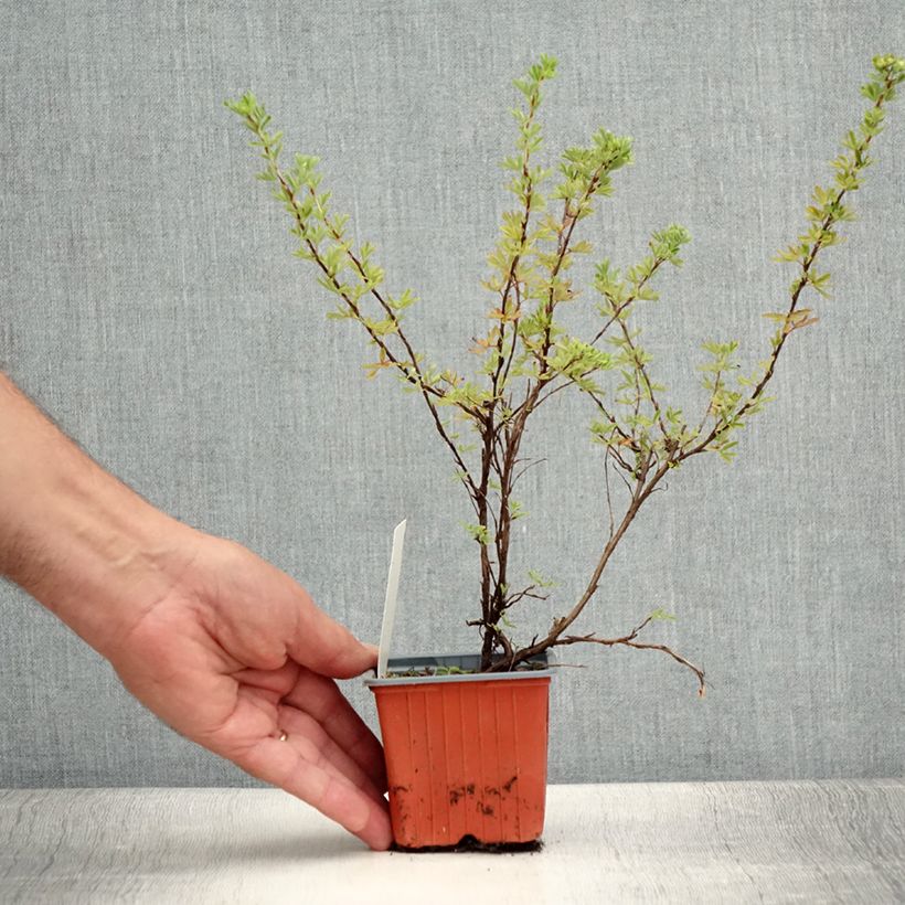 Esemplare di Potentilla fruticosa Hopley's Orange Vasetto da 8/9 cm consegnato in estate