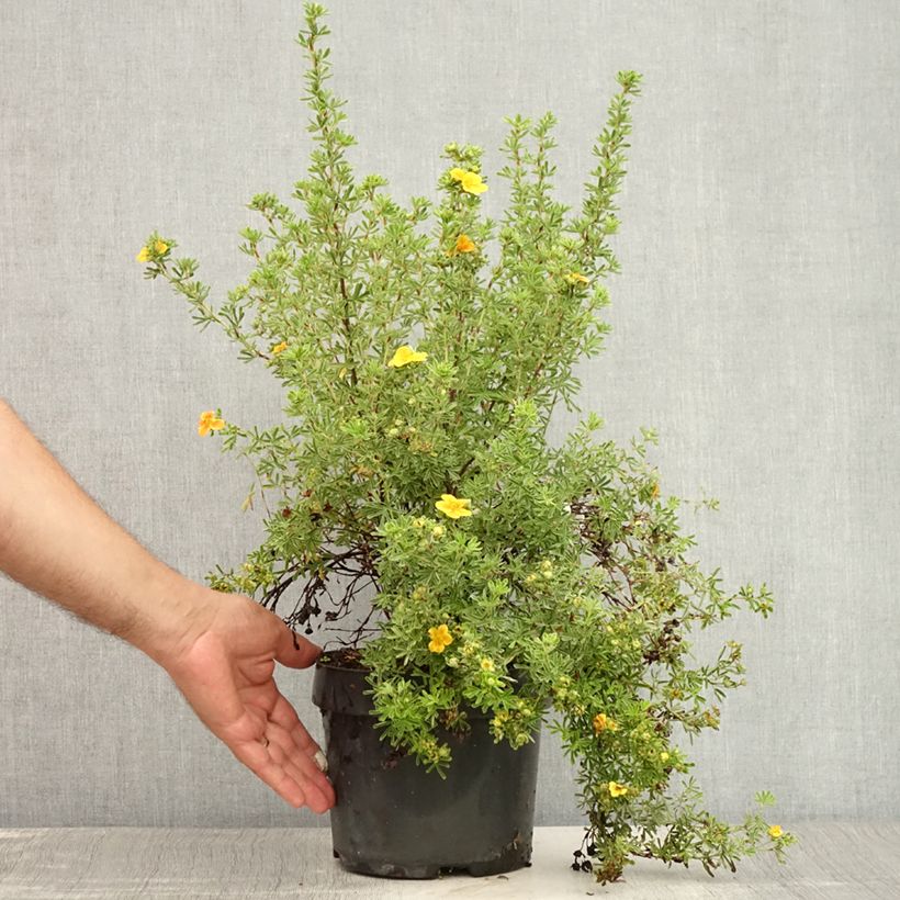 Esemplare di Potentilla fruticosa Hopley's Orange Vaso da 3L/4L consegnato in estate