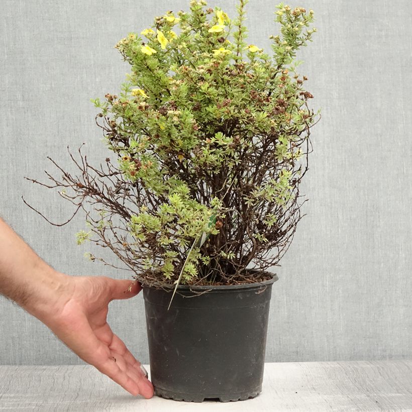 Esemplare di Potentilla fruticosa Kobold Vaso da 3L/4L consegnato in estate