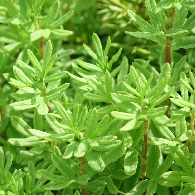 Potentilla fruticosa Marmalade (Fogliame)