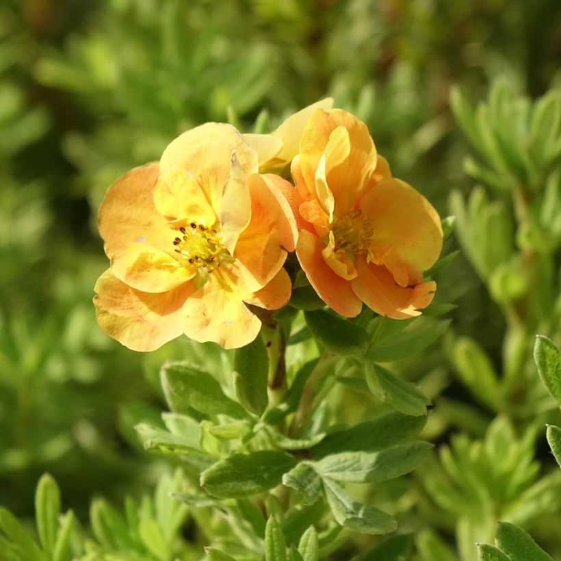 Potentilla fruticosa Marmalade (Fioritura)