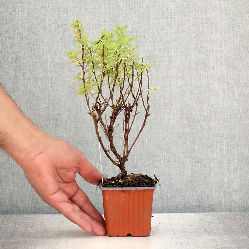 Esemplare di Potentilla fruticosa Marmalade Vasetto da 8/9 cm consegnato in estate