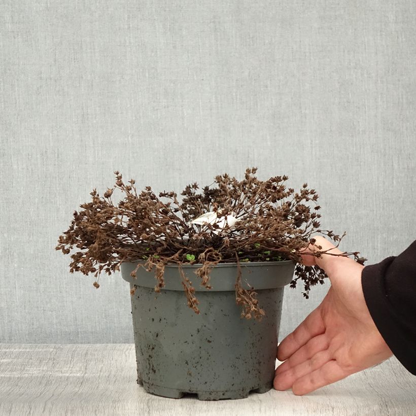 Esemplare di Potentilla fruticosa Bella Bianca Vaso da 2L/3L come consegnato in autunno