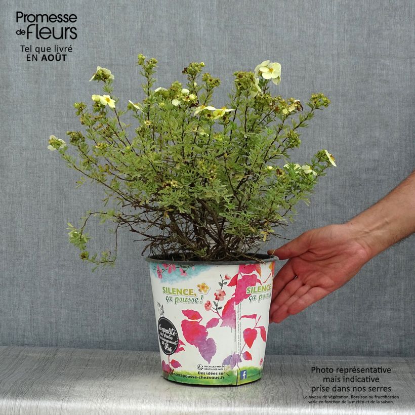 Esemplare di Potentilla fruticosa Creamissima Vaso da 4L/5L consegnato in estate