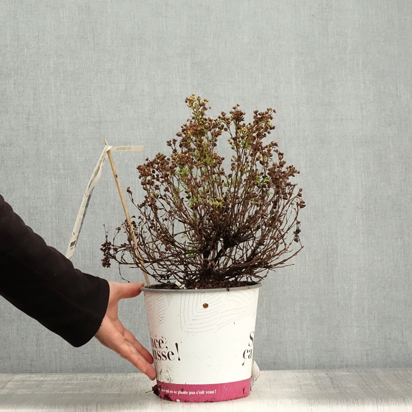 Esemplare di Potentilla fruticosa Double Punch Peach Vaso da 4L/5L come consegnato in autunno
