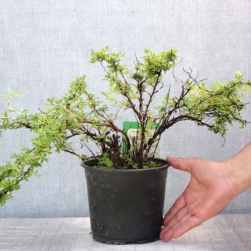 Esemplare di Potentilla fruticosa Elizabeth Vaso da 2L/3L consegnato in estate
