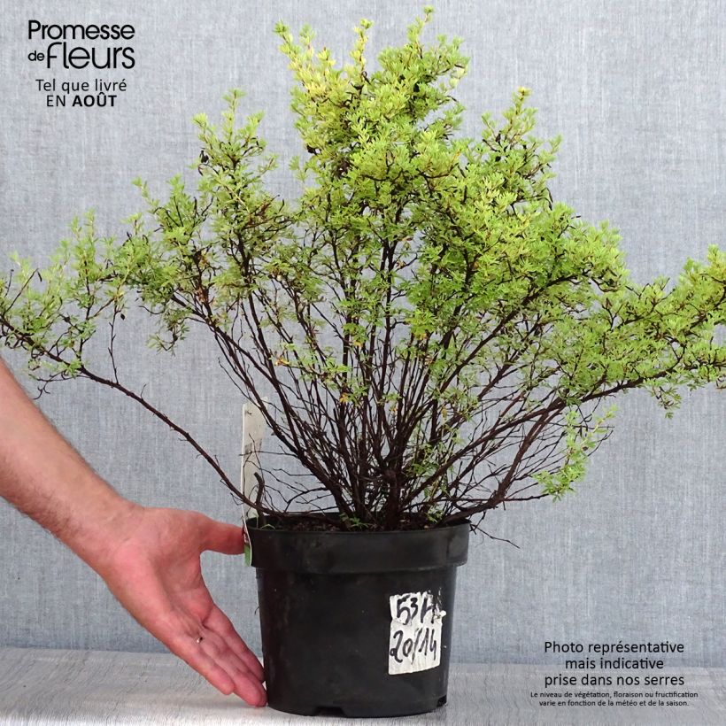 Esemplare di Potentilla fruticosa Red Lady Vaso da 2L/3L consegnato in estate