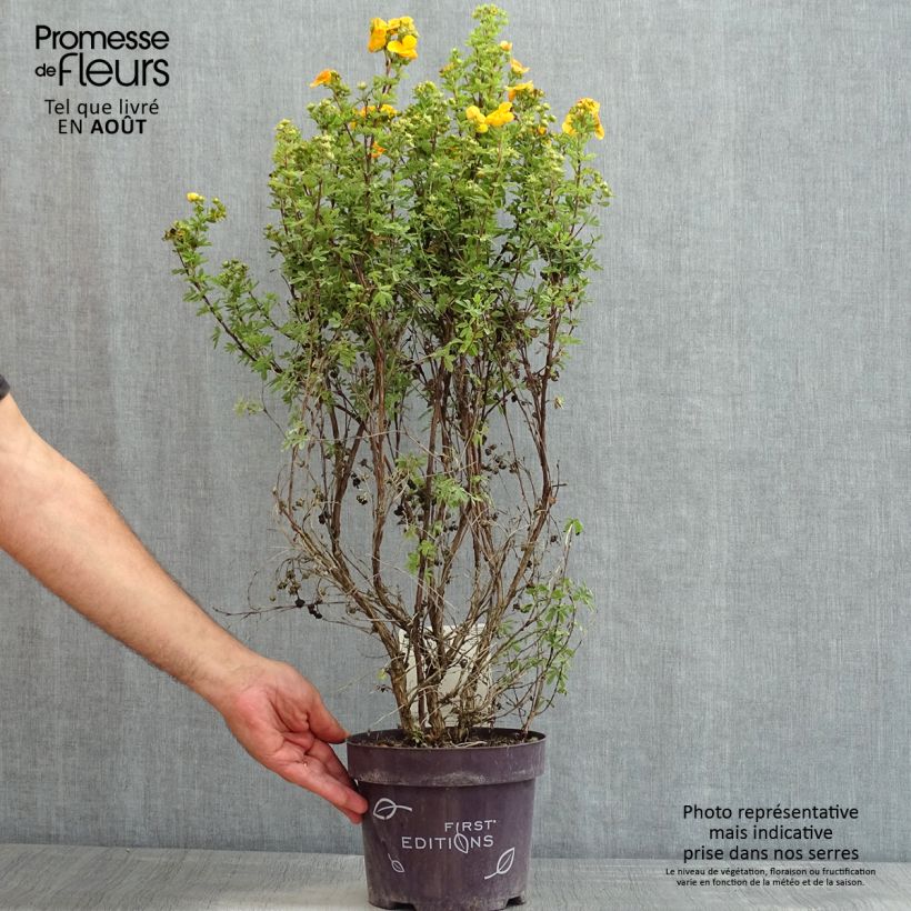 Esemplare di Potentilla fruticosa Mandarin Tango Vaso da 2L/3L consegnato in estate