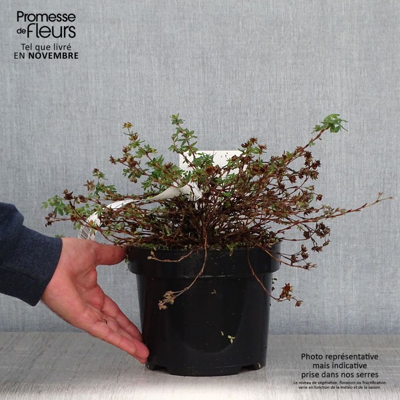 Esemplare di Potentilla fruticosa Medicine Wheel Mountain Vaso da 2L/3L come consegnato in autunno