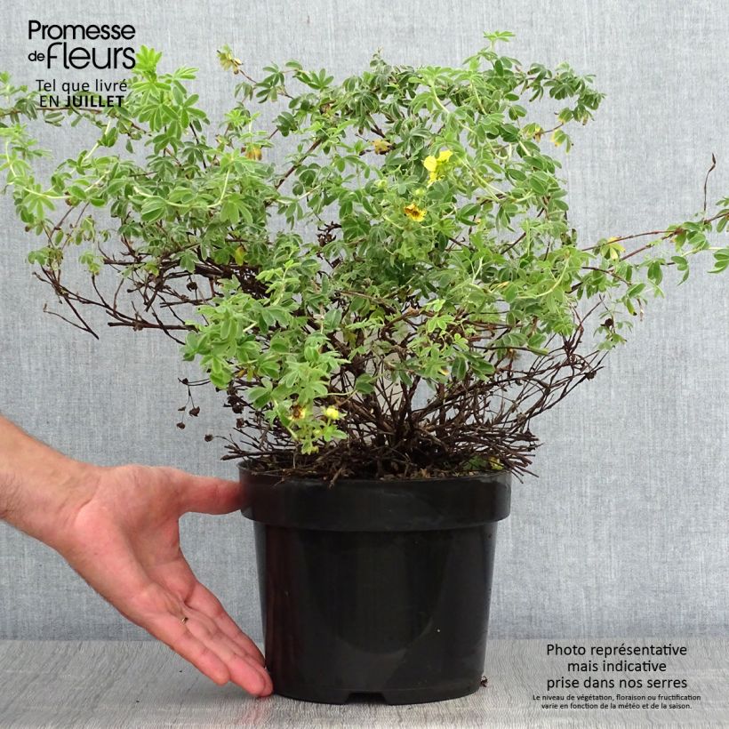 Esemplare di Potentilla fruticosa Medicine Wheel Mountain Vaso da 2L/3L consegnato in estate