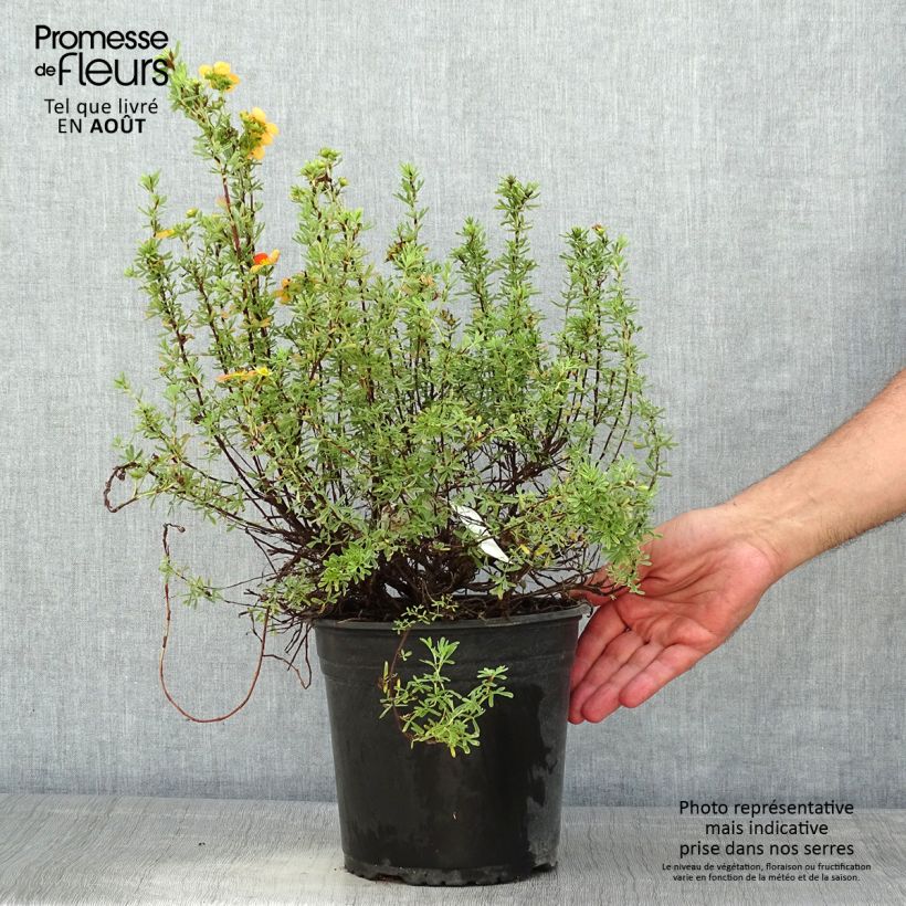 Esemplare di Potentilla fruticosa Orangissima Vaso da 4L/5L consegnato in estate