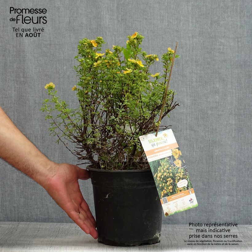 Esemplare di Potentilla fruticosa Solar'issima Vaso da 4L/5L consegnato in estate