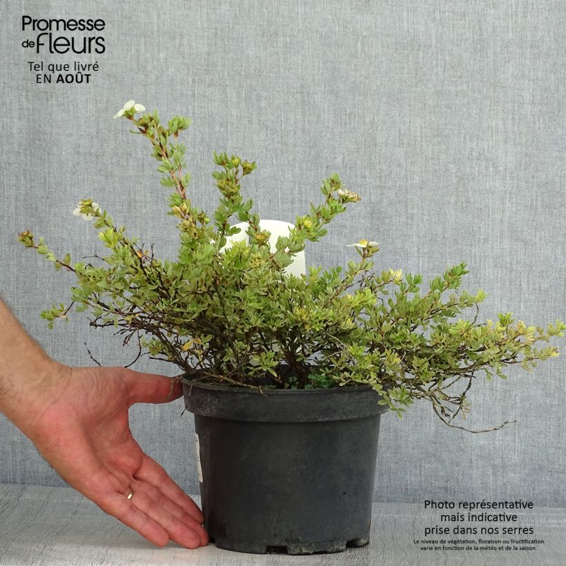 Esemplare di Potentilla fruticosa Tilford Cream Vaso da 2L/3L consegnato in estate