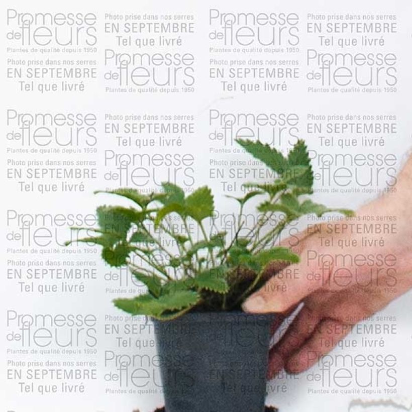 Esempio di esemplare Potentilla Yellow Queen Vasetto da 8/9 cm come consegnato