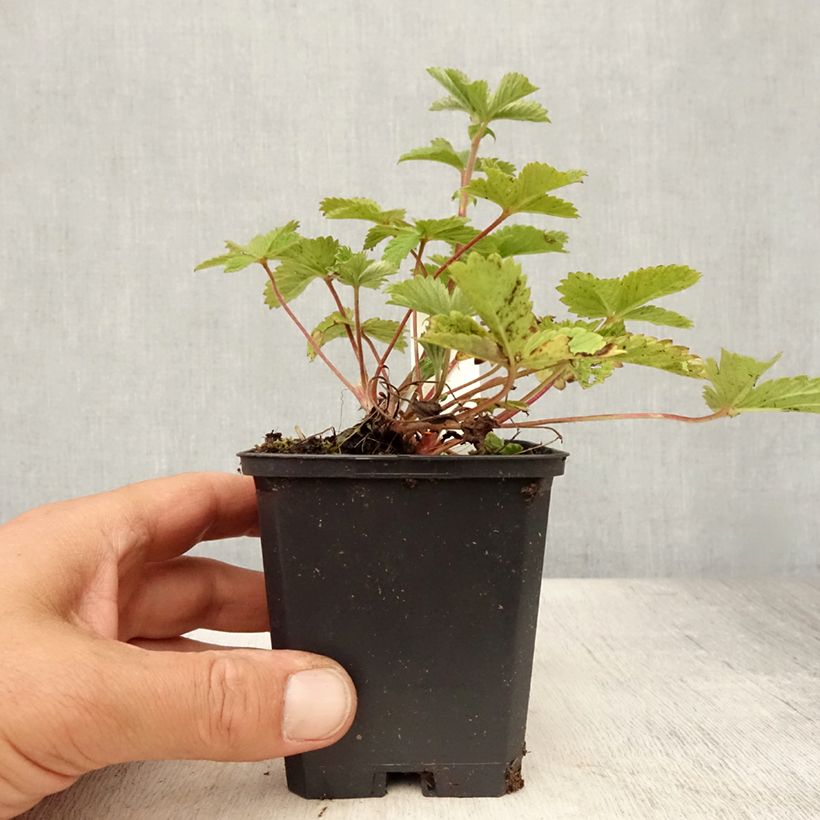 Esemplare di Potentilla Gibson's Scarlet Vasetto da 8/9 cm consegnato in estate