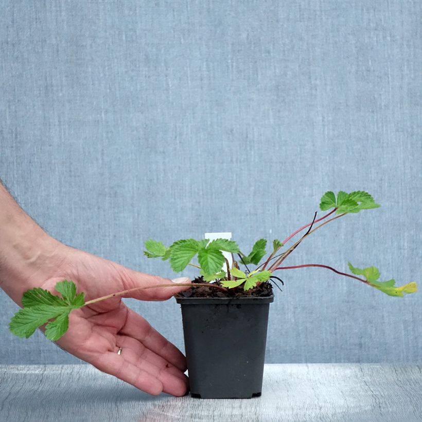 Esemplare di Potentilla hopwoodiana Vasetto da 8/9 cm consegnato in estate