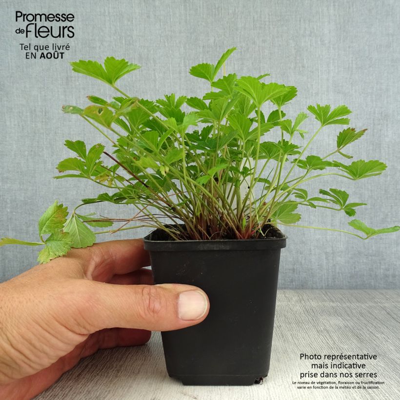 Esemplare di Potentilla tonguei Vasetto da 8/9 cm consegnato in estate