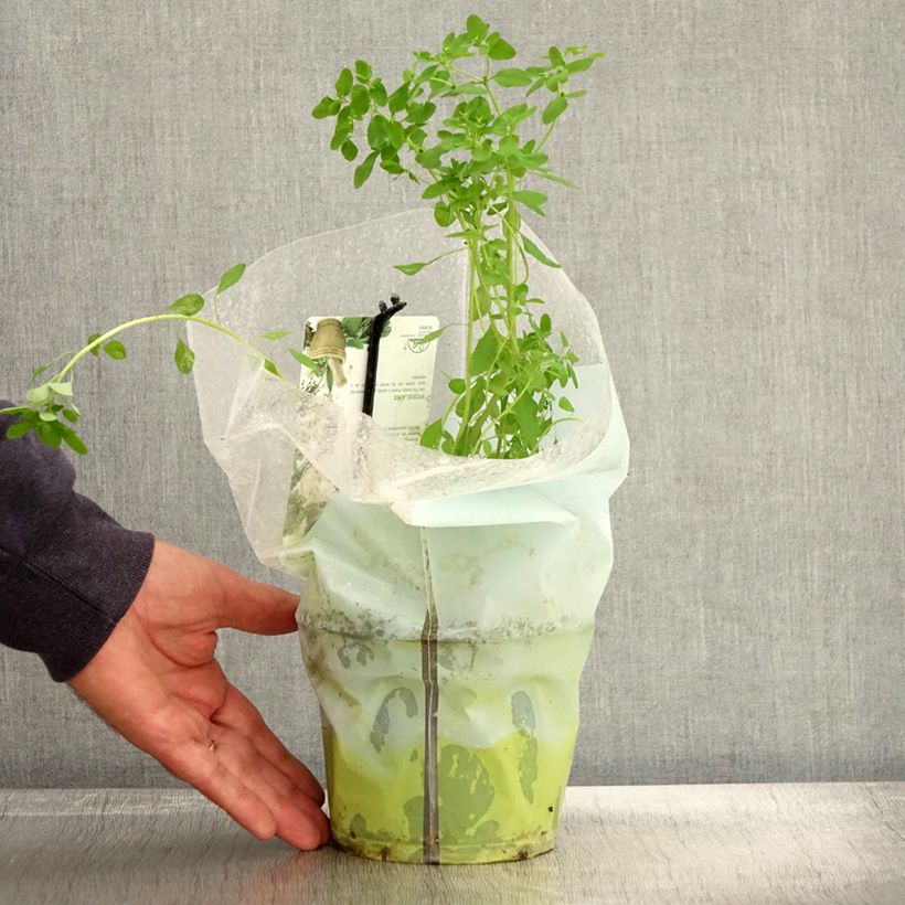 Esemplare di Portulaca oleracea - Porcellana Vaso da 1,5L/2L come consegnato in autunno