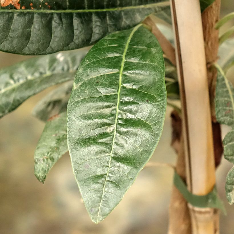 Pouteria obovata - Lucuma (Fogliame)