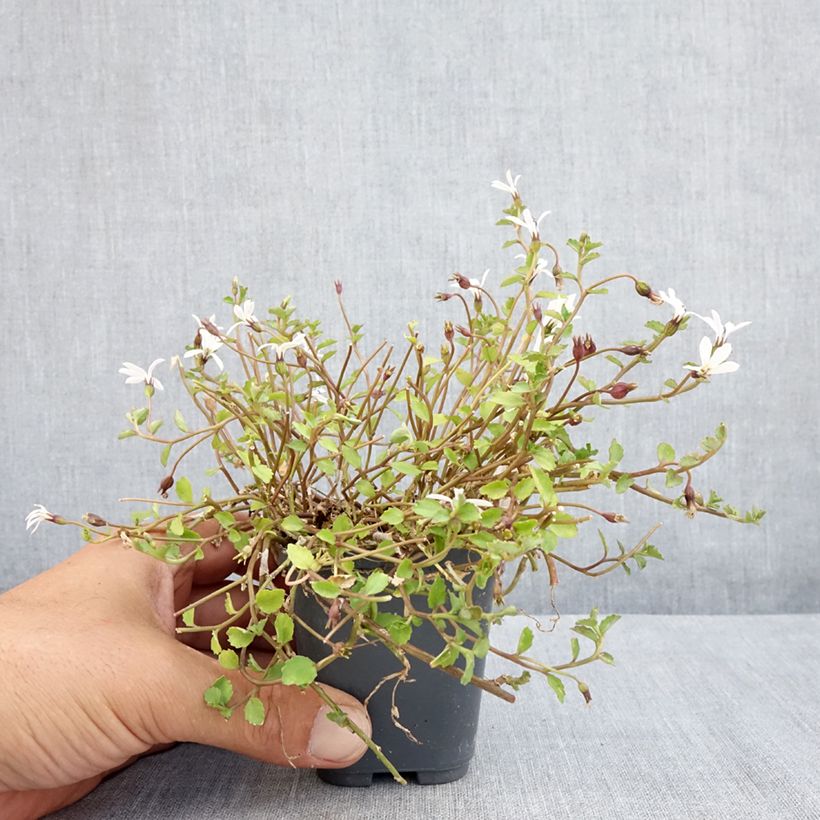 Esemplare di Pratia pedunculata Alba Vasetto da 8/9 cm consegnato in estate