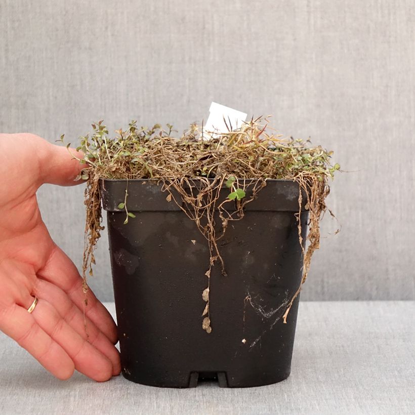 Pratia pedunculata County Park Vaso da 2L/3L esemplare consegnato in inverno