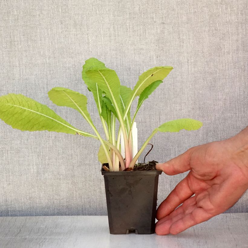 Esemplare di Primula pulverulenta Vasetto da 8/9 cm consegnato in estate