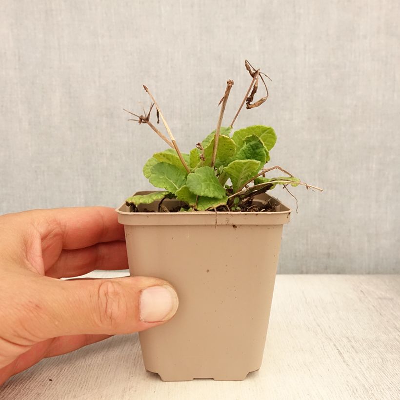 Esemplare di Primula Elizabeth Killelay Vasetto da 8/9 cm consegnato in estate