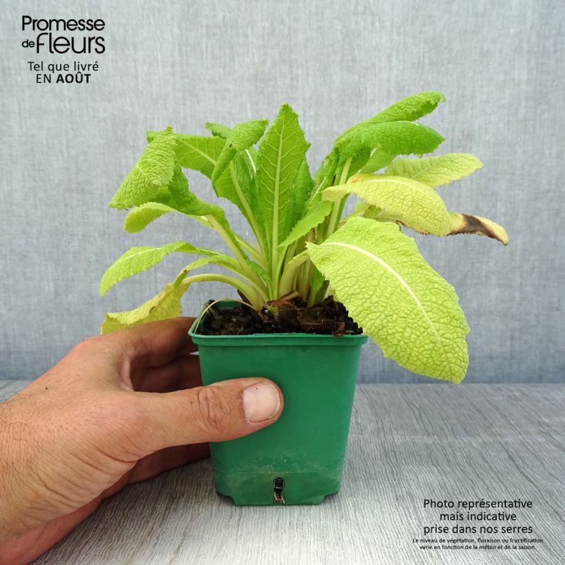 Esemplare di Primula japonica - Primula giapponese Vasetto da 8/9 cm consegnato in estate